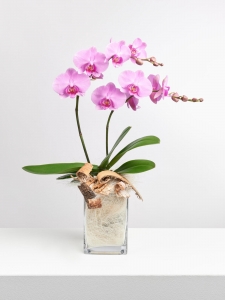 Pinke Orchidee in Vase