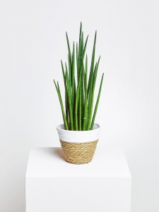 Sansevieria