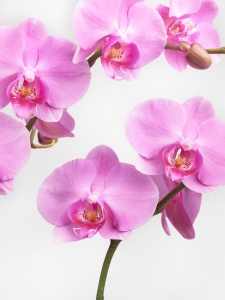 Pinke Orchidee in Vase